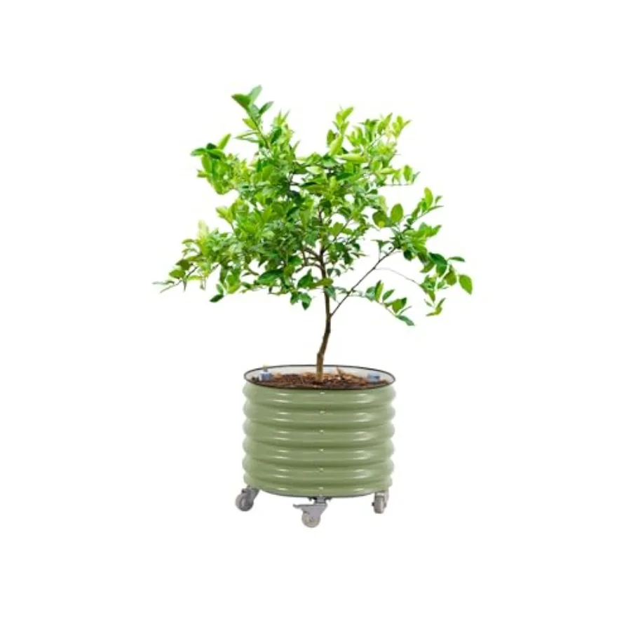 Self-Watering Planter - Kwadratowe doniczki do uprawy drzew cytrusowych,